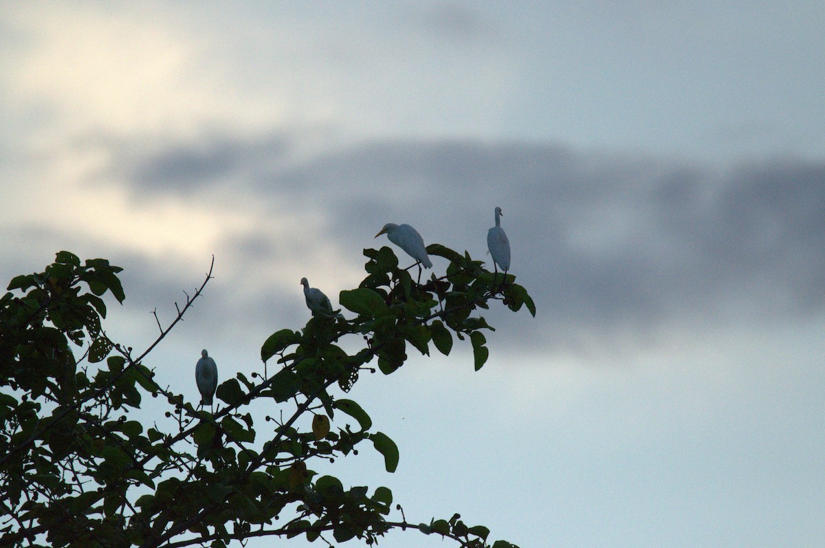 Eastern Cattle-Egret - ML643689886