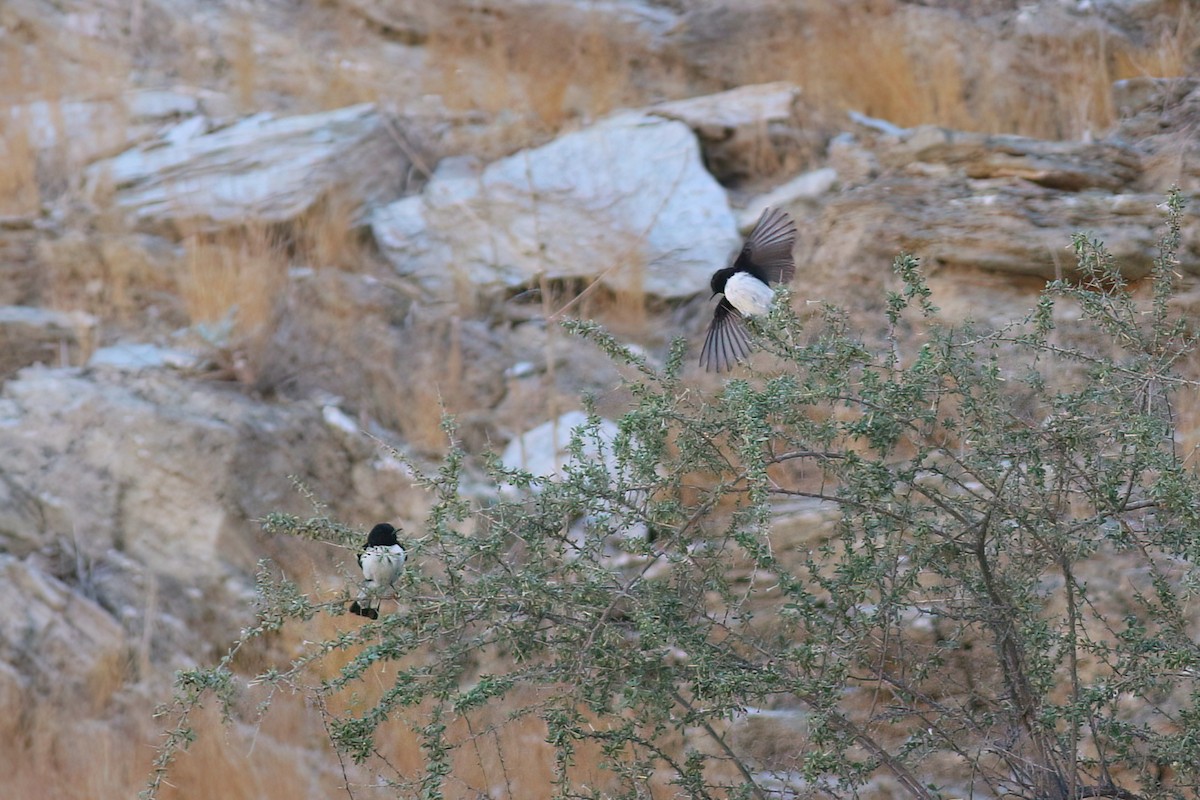 Hume's Wheatear - ML643689887