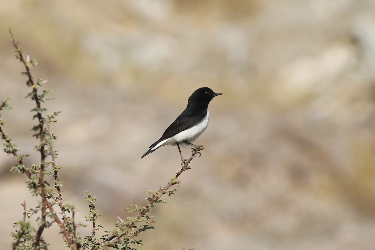Hume's Wheatear - ML643689888