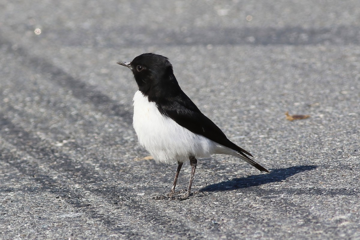 Hume's Wheatear - ML643689890