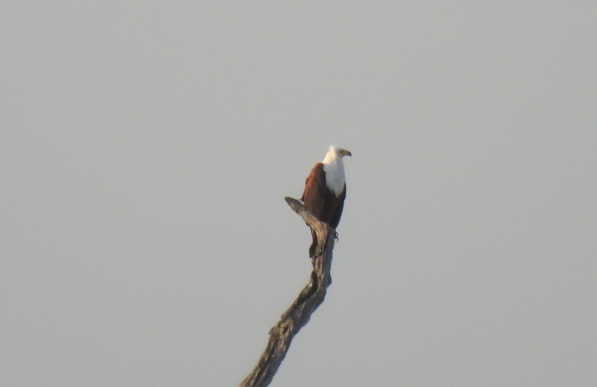 African Fish-Eagle - ML643689894
