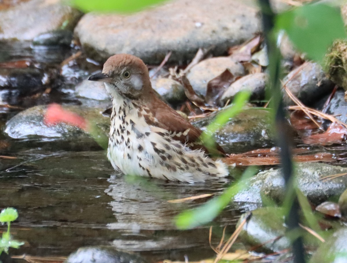 Brown Thrasher - ML643689895