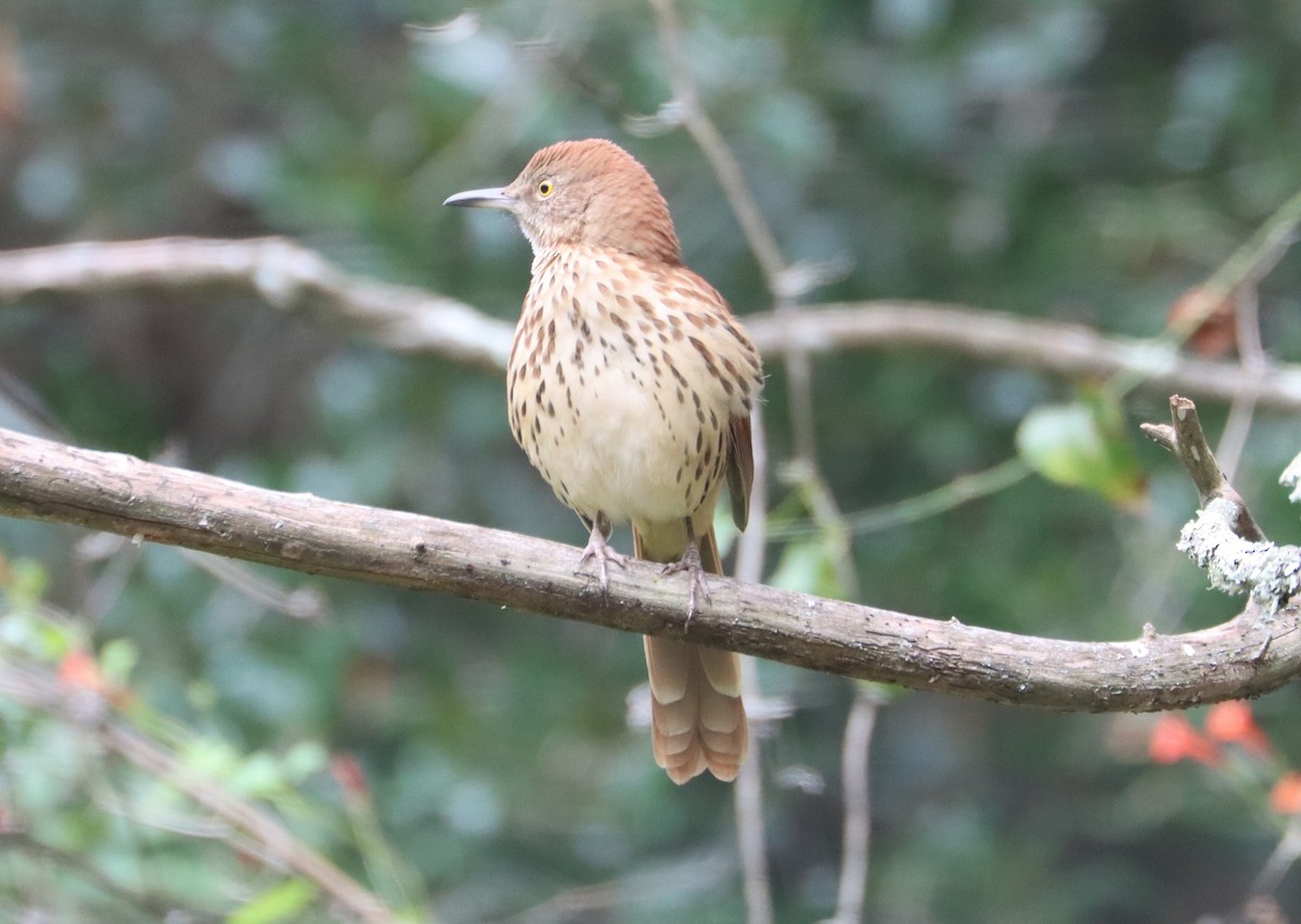 Brown Thrasher - ML643689901