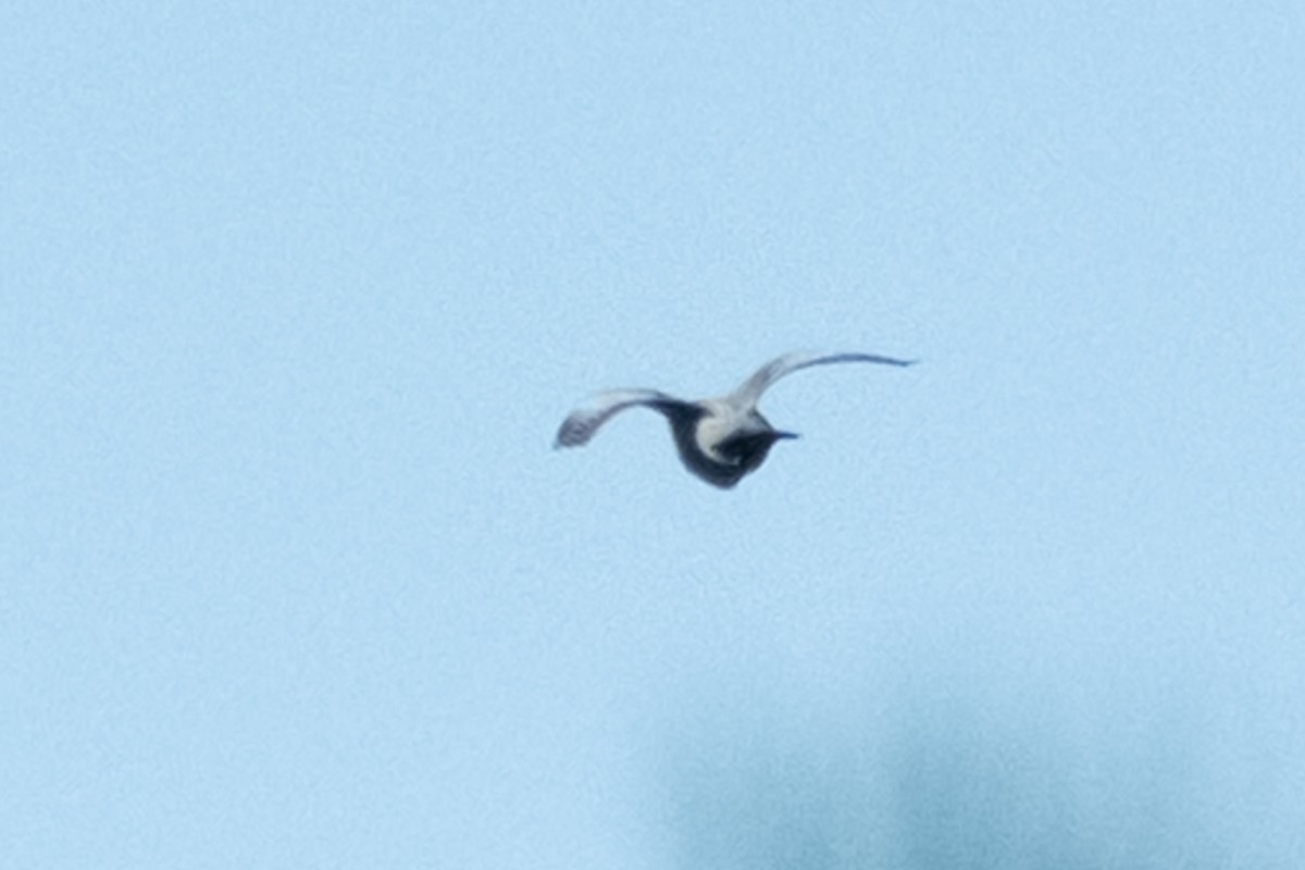 Stock Dove - ML643689912