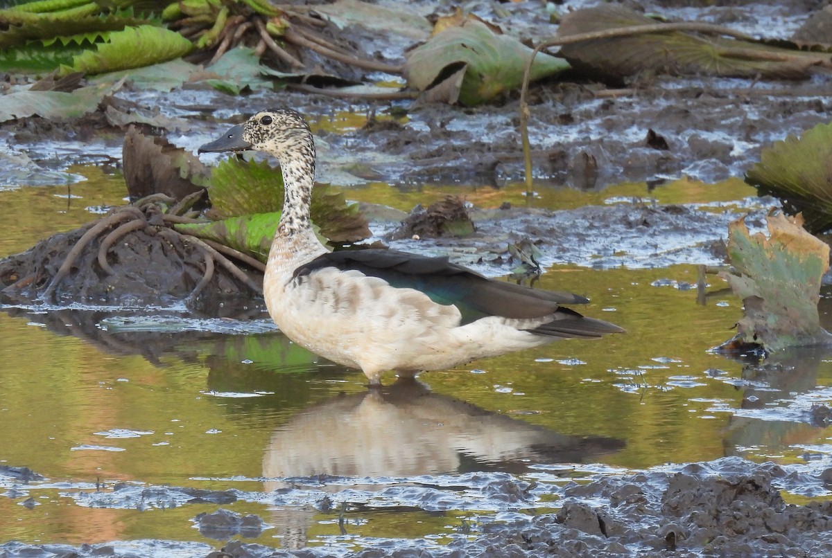 Knob-billed Duck - ML643689913