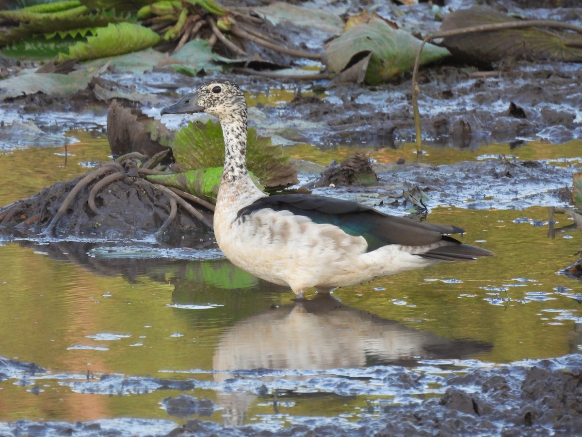 Knob-billed Duck - ML643689914