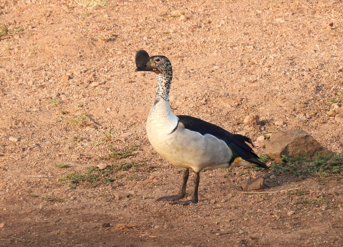Knob-billed Duck - ML643689915
