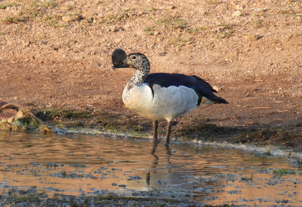 Knob-billed Duck - ML643689916