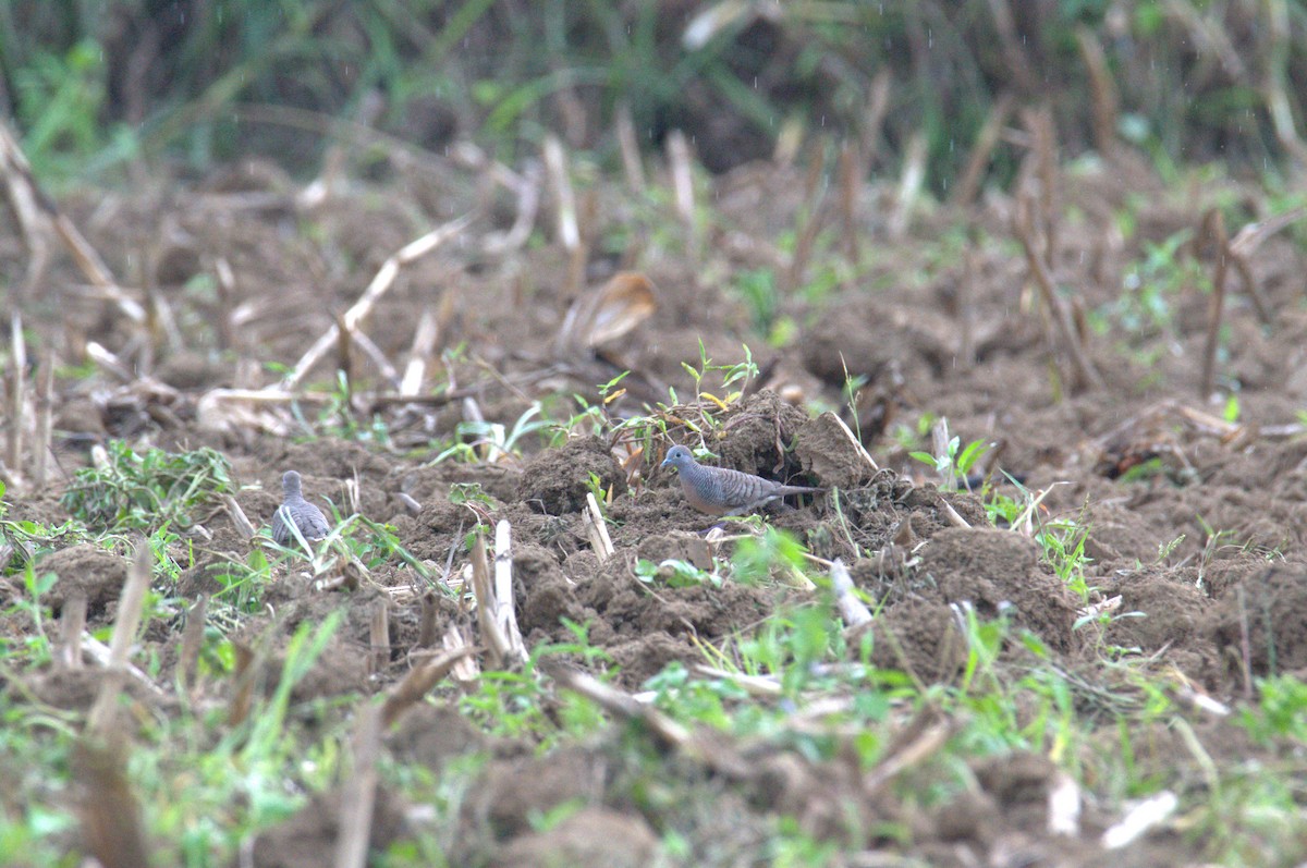 Zebra Dove - ML643689920
