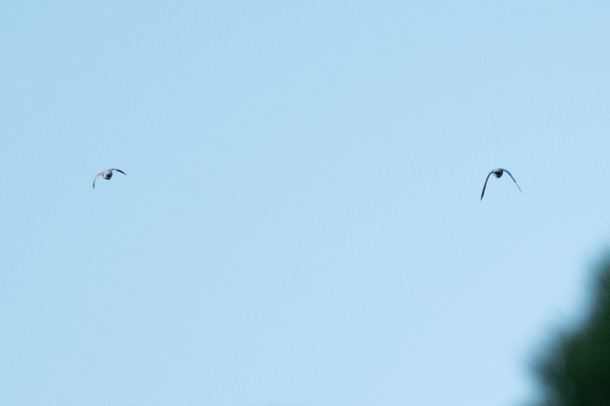 Stock Dove - ML643689942