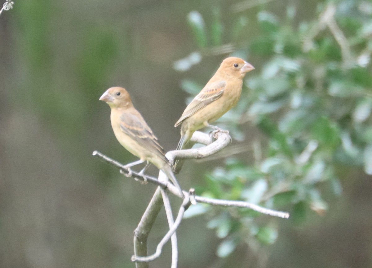 Blue Grosbeak - ML643689943