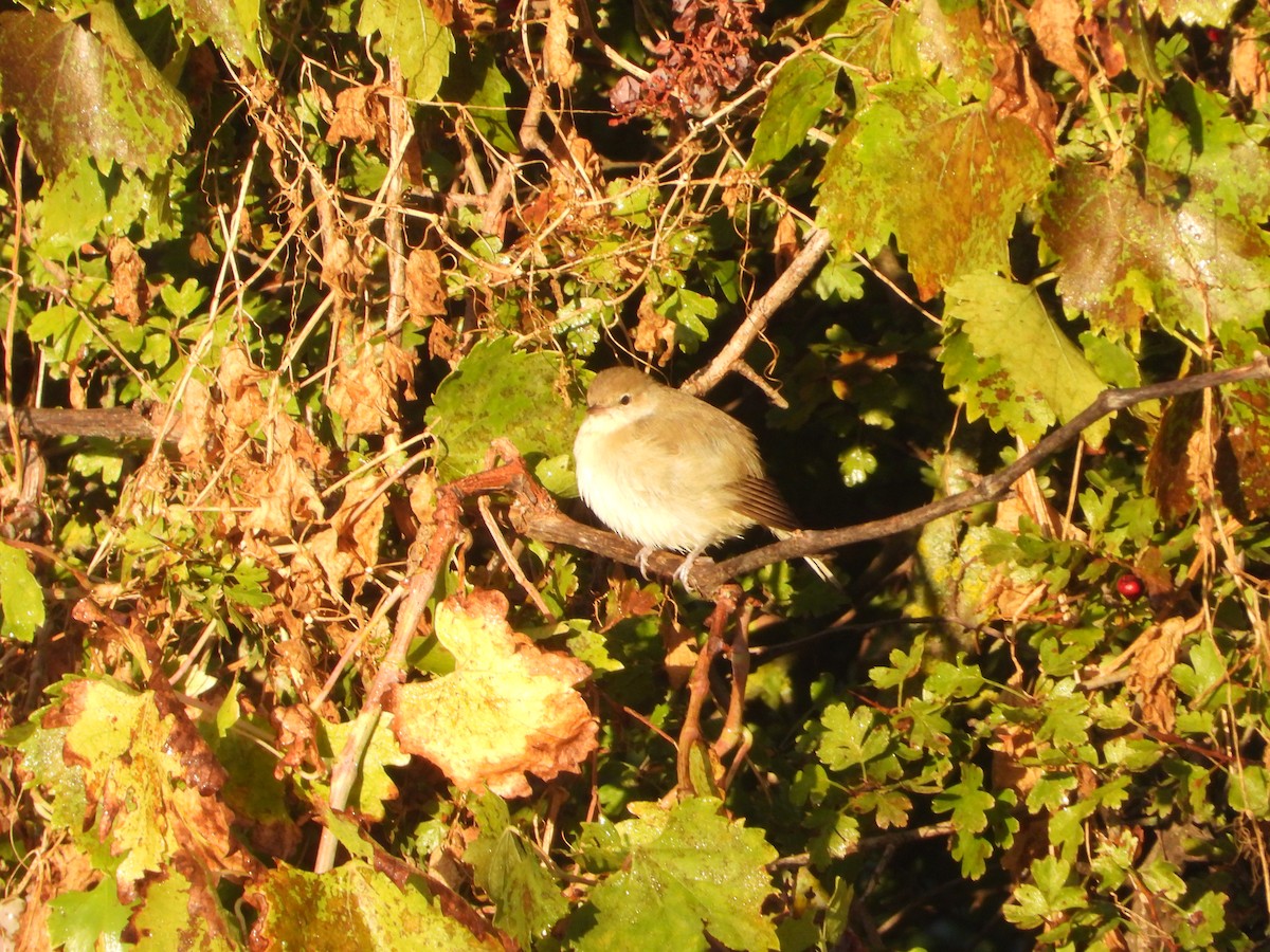 Garden Warbler - ML643689944