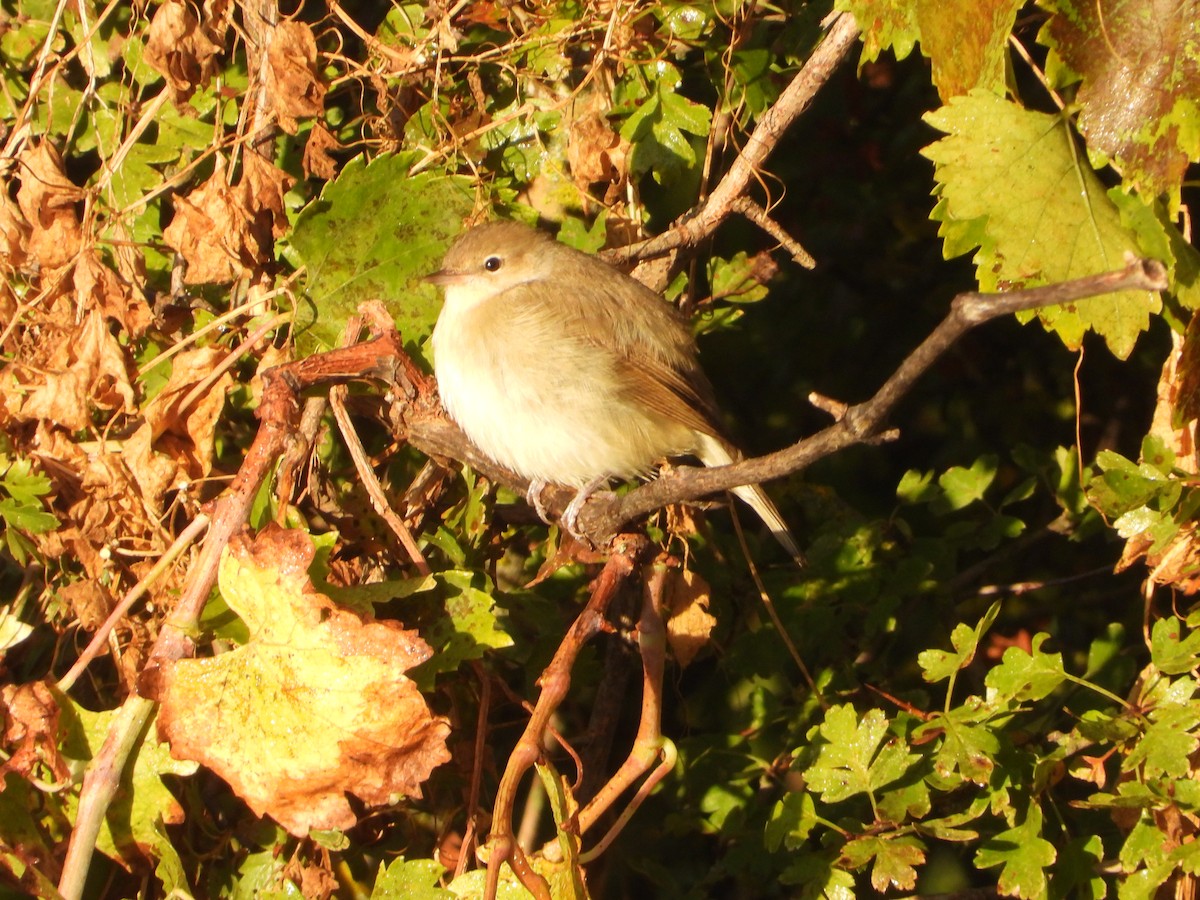 Garden Warbler - ML643689945