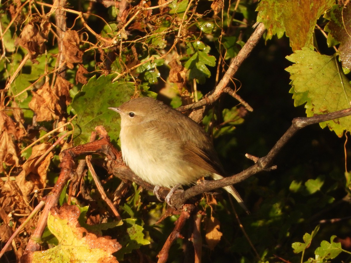 Garden Warbler - ML643689948
