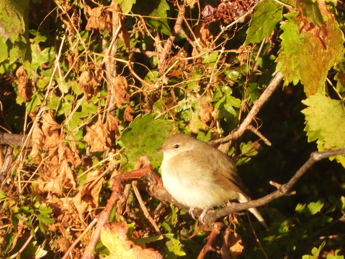Garden Warbler - ML643689949