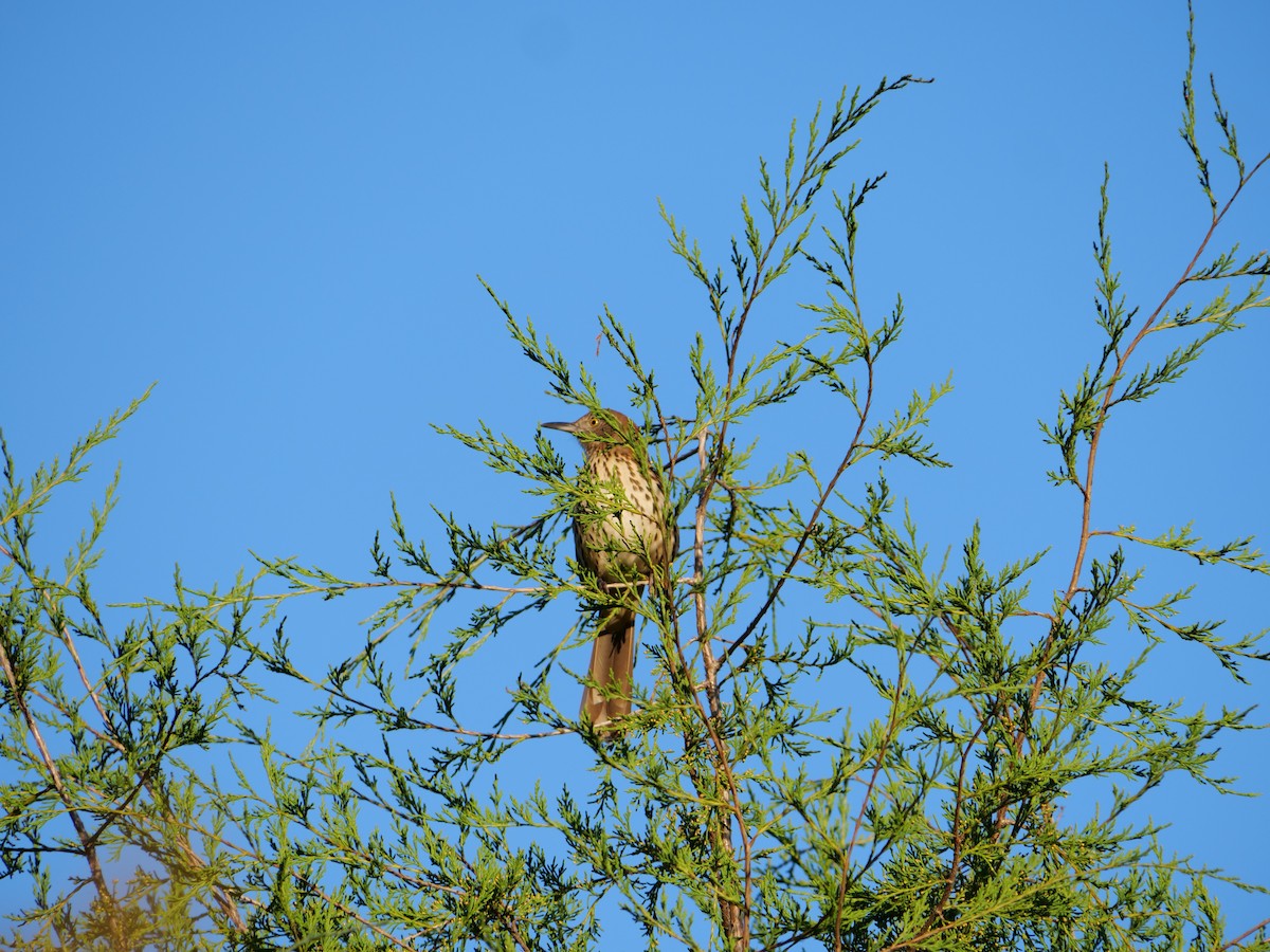 Brown Thrasher - ML643689950