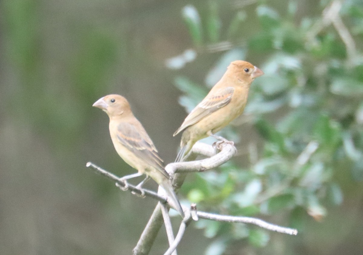 Blue Grosbeak - ML643689954