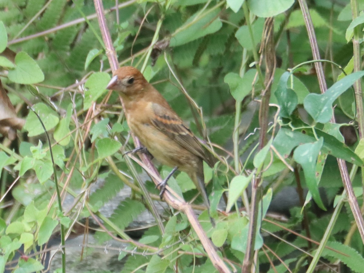 Blue Grosbeak - ML643689957