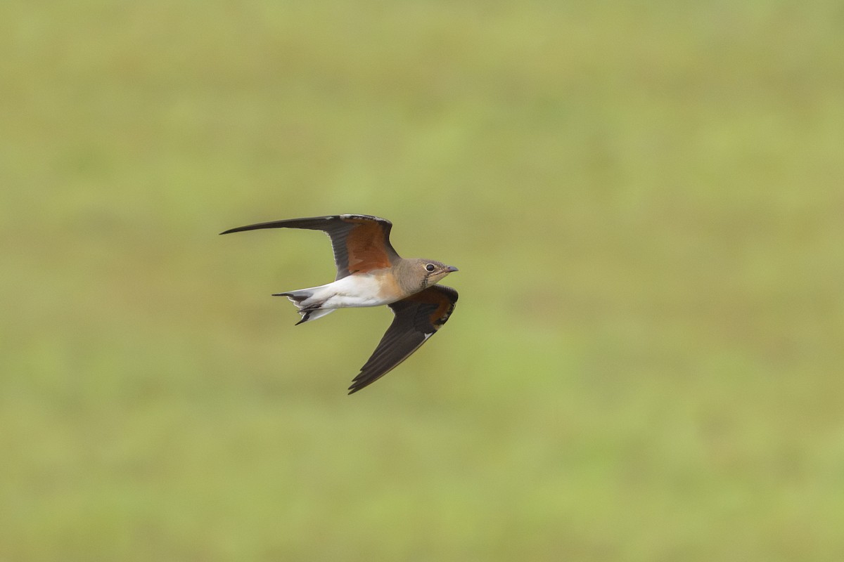 Oriental Pratincole - ML643689963