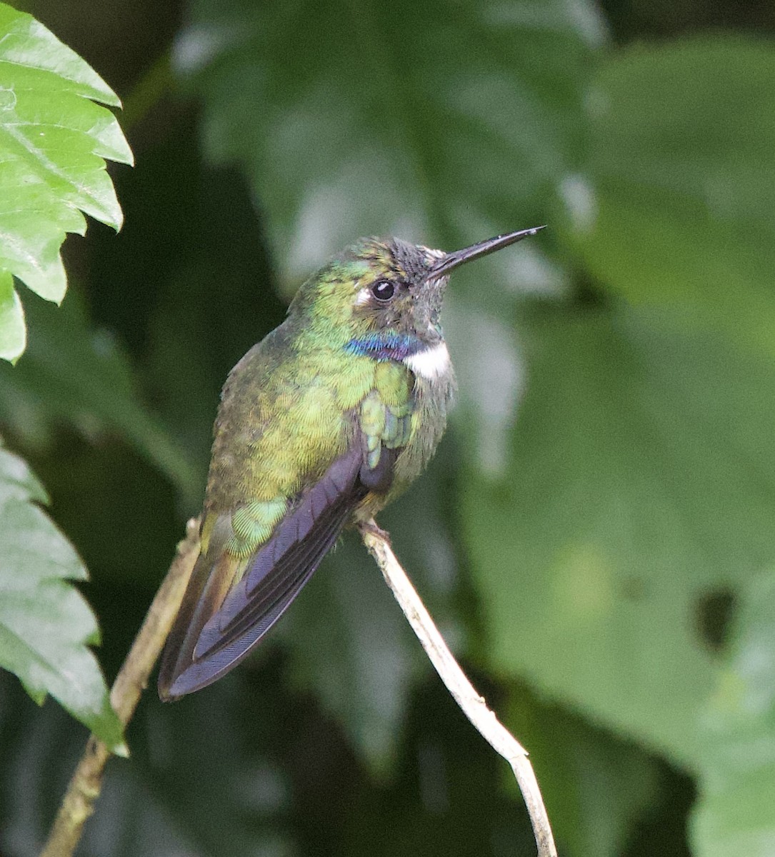White-throated Daggerbill - ML643689976
