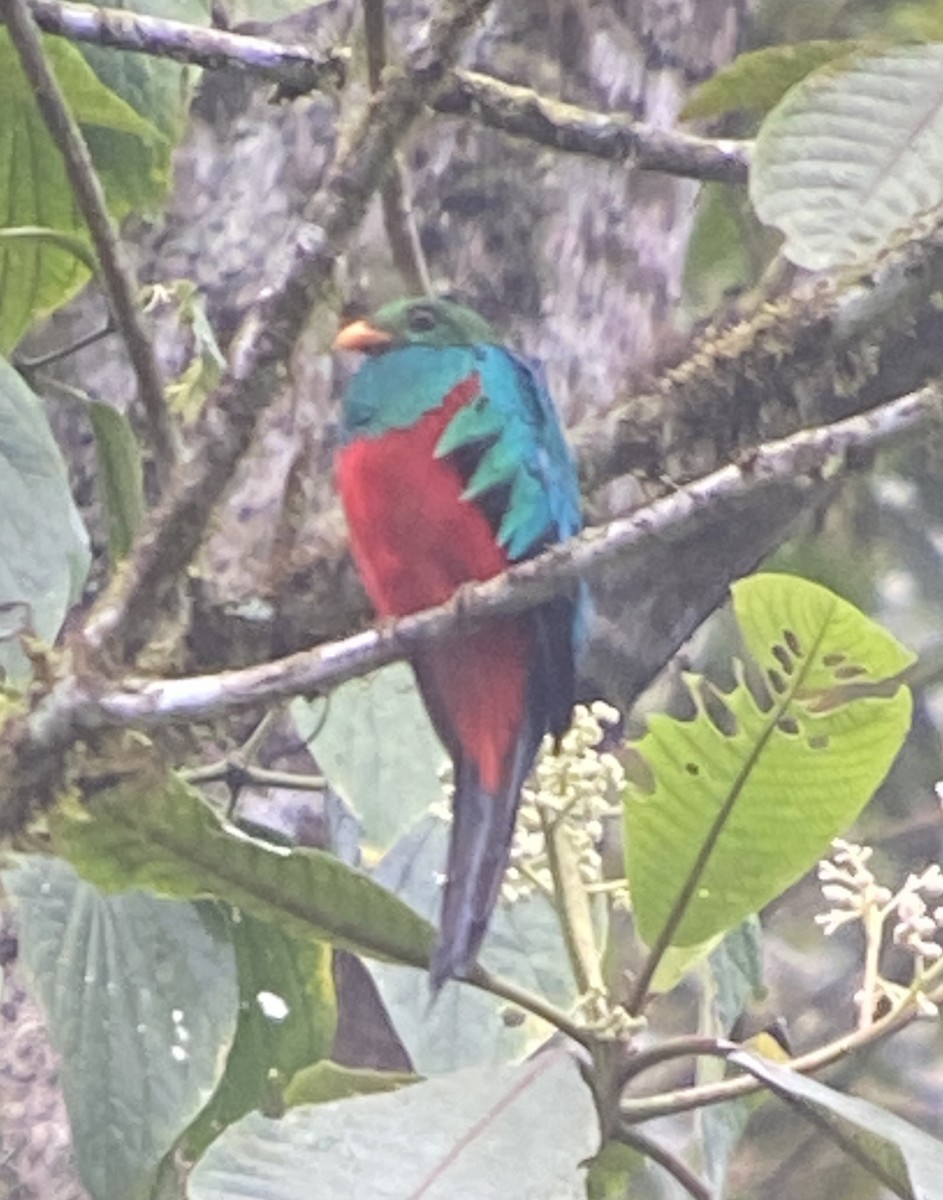 Golden-headed Quetzal - ML643689980