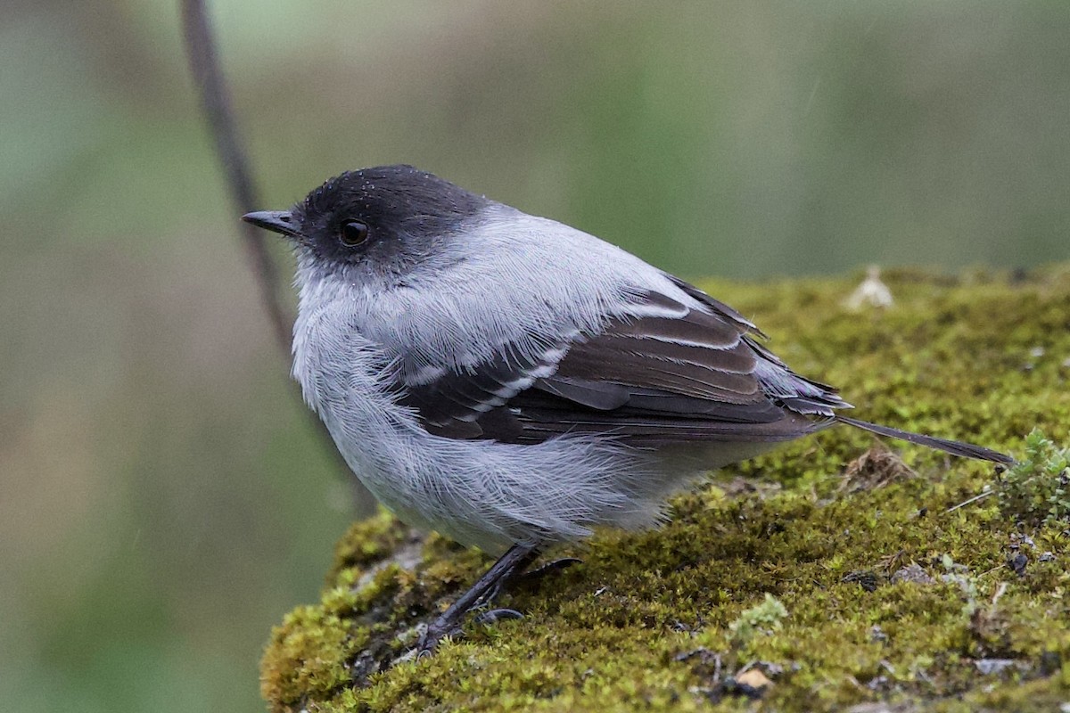 Torrent Tyrannulet - ML643689986
