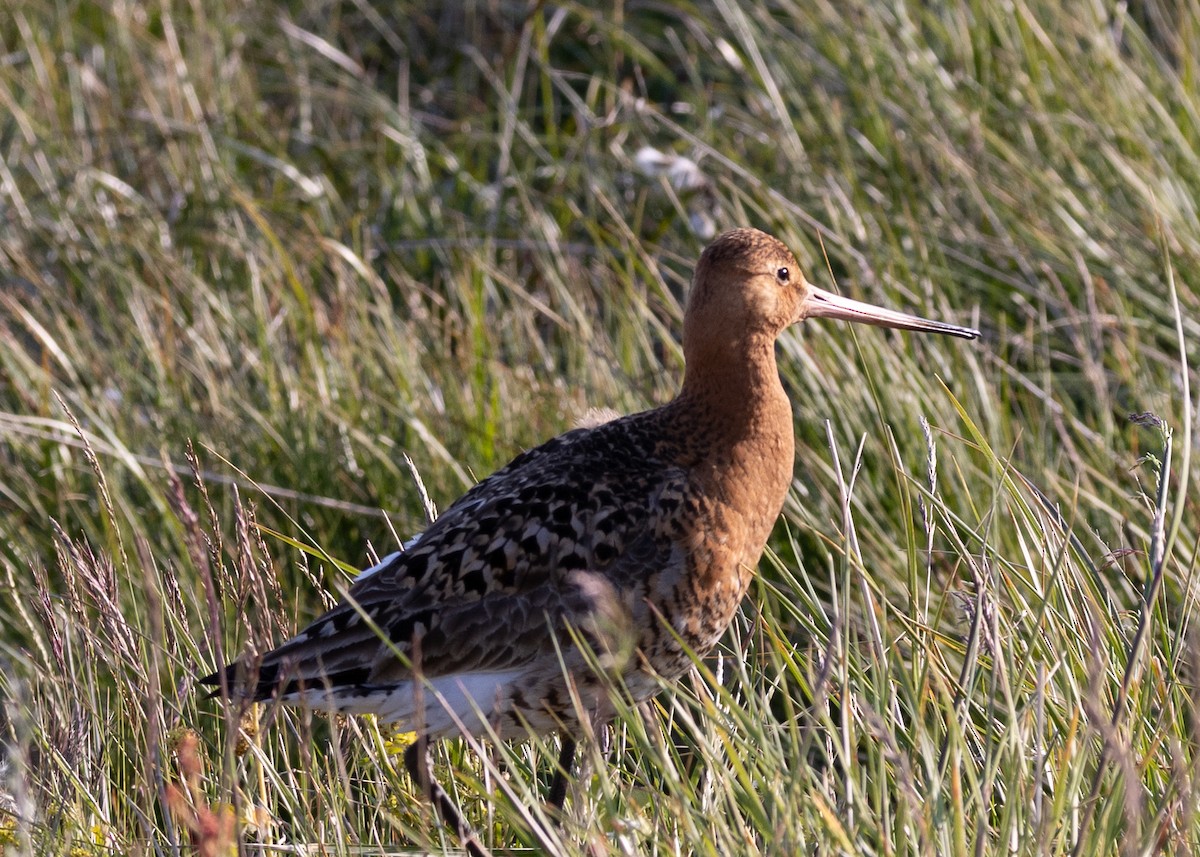 Black-tailed Godwit - ML643690000