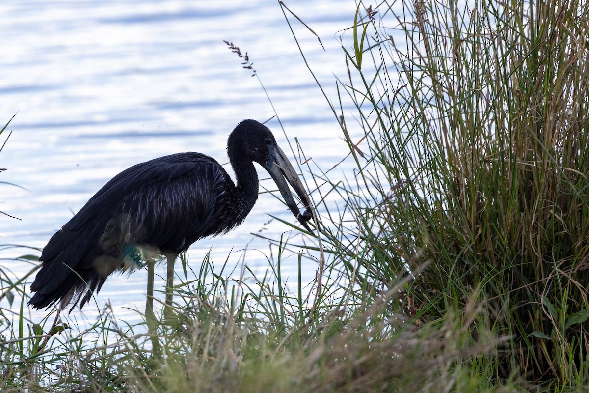 African Openbill - ML643690004