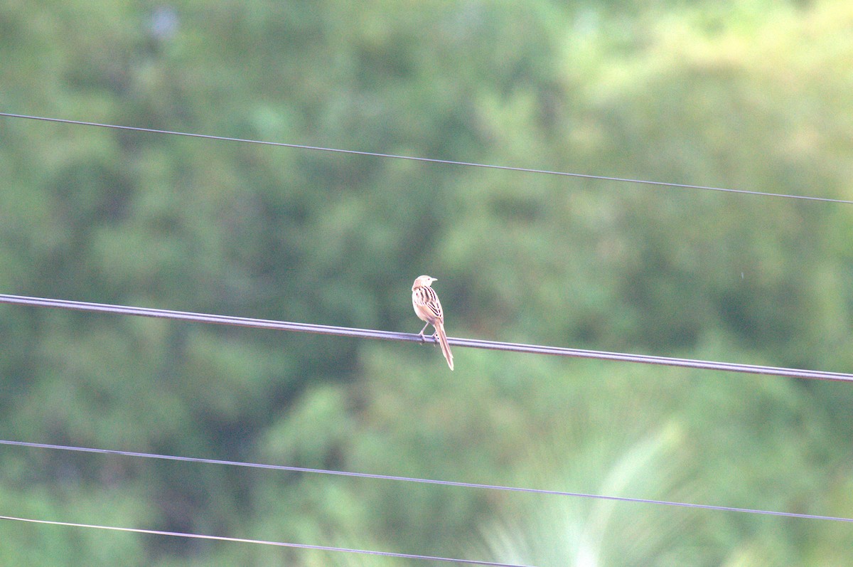 Striated Grassbird - ML643690009