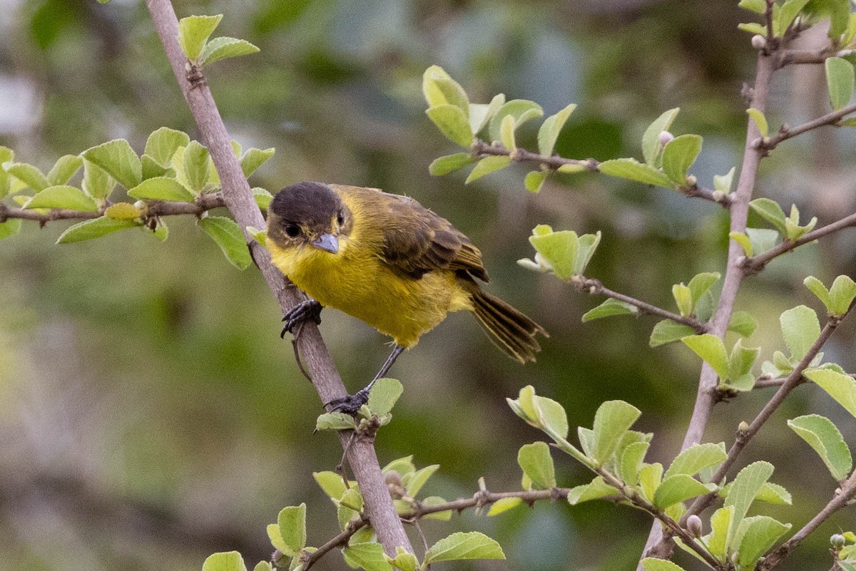 African Yellow-Warbler - ML643690025