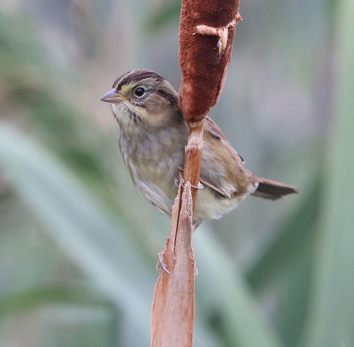 Swamp Sparrow - ML643690039