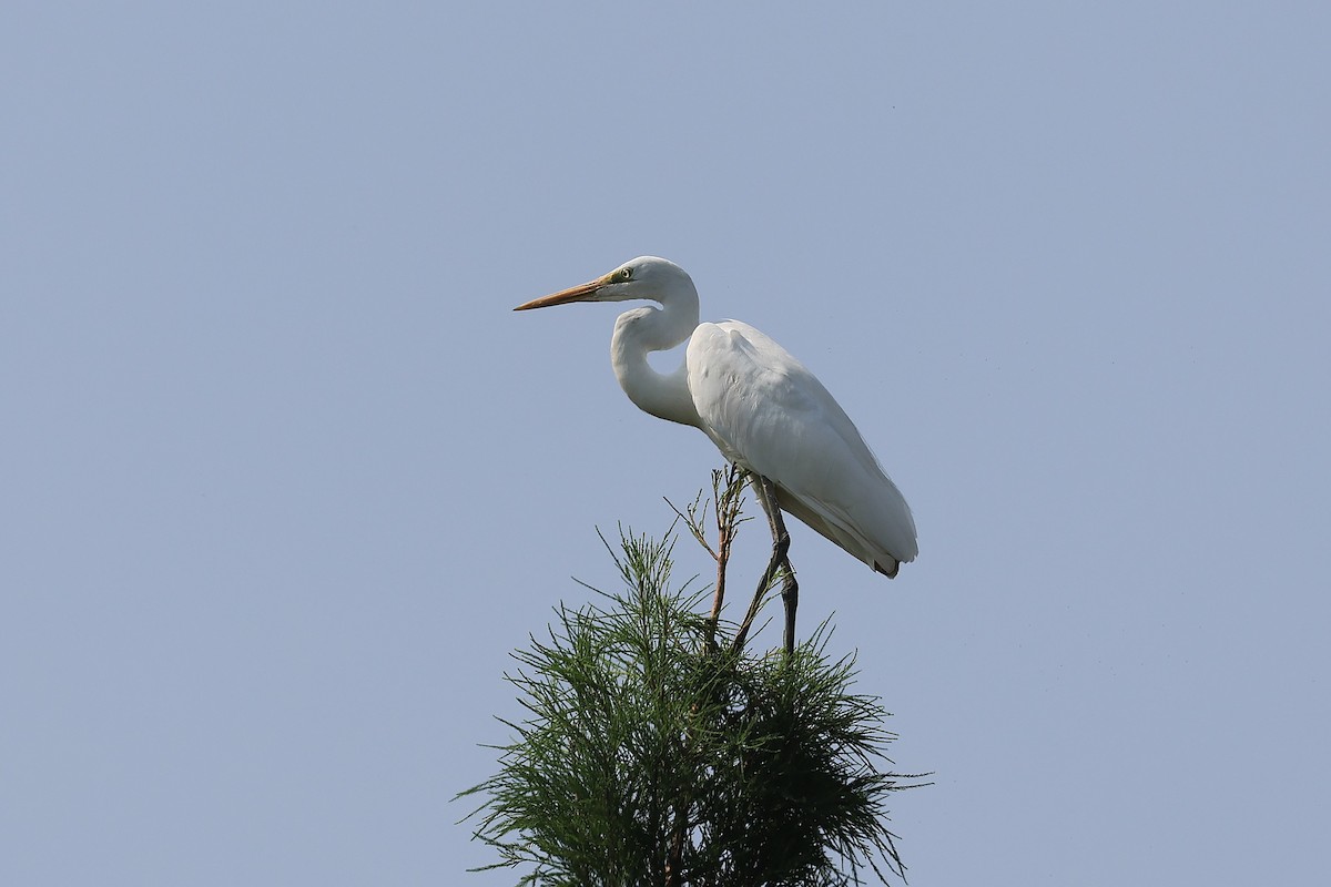 Great Egret - ML643690059