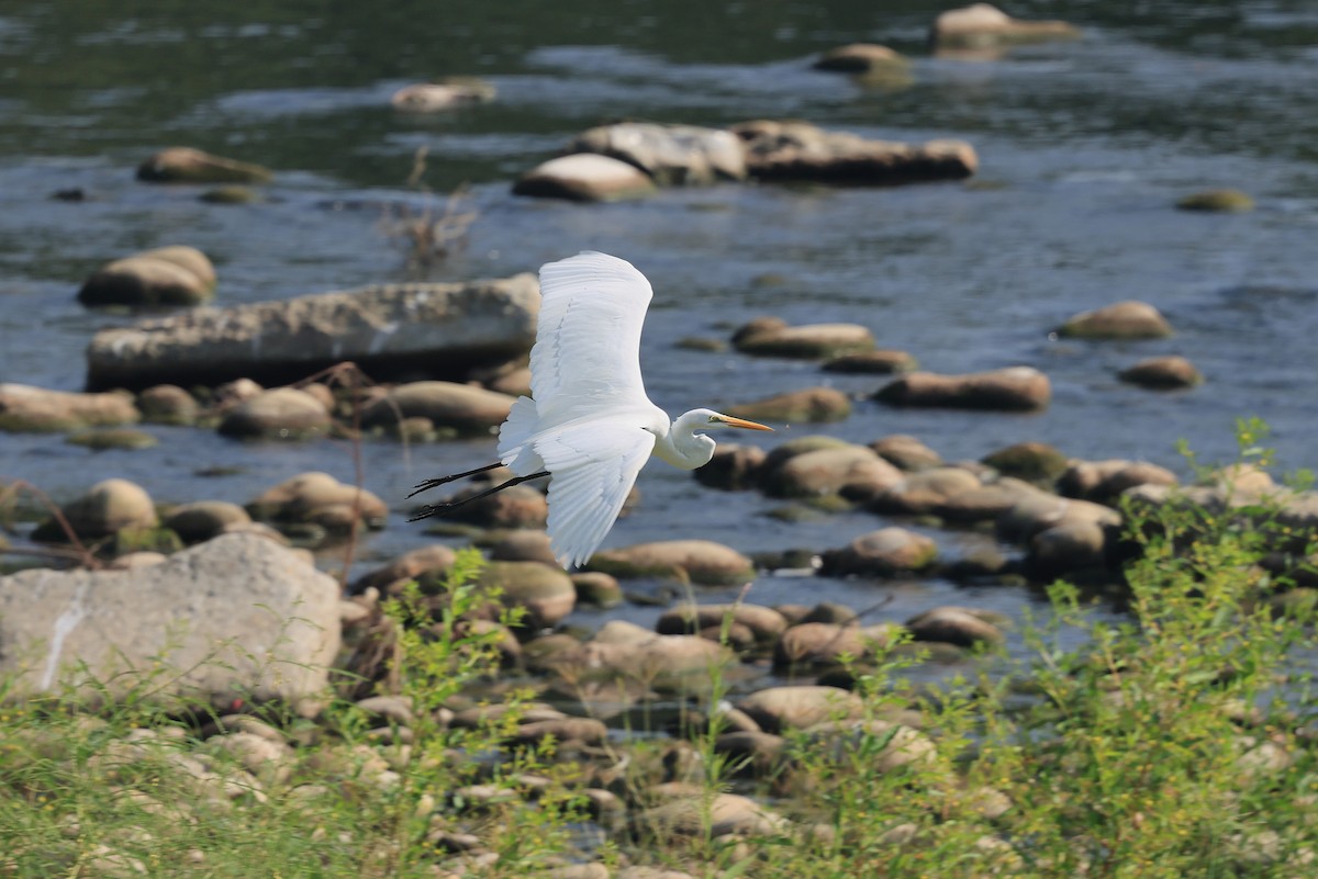 Great Egret - ML643690061