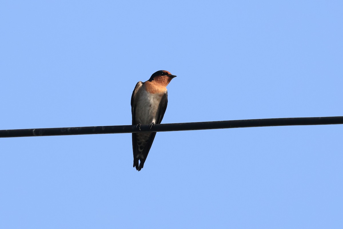 Pacific Swallow - ML643690097