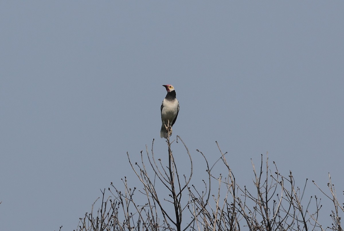 Black-collared Starling - ML643690113
