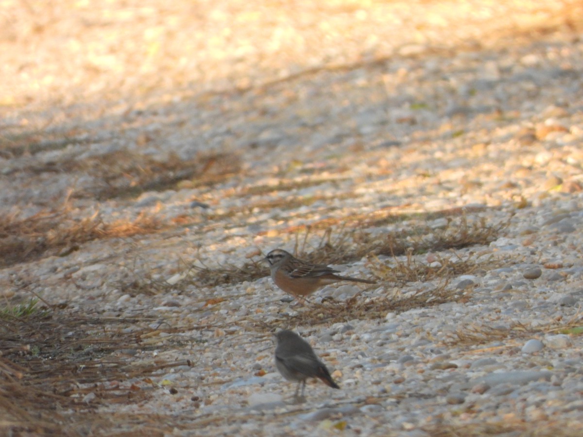 Rock Bunting - ML643690121