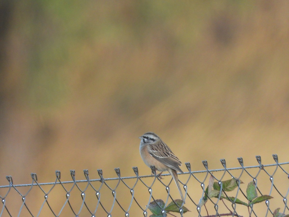 Rock Bunting - ML643690122