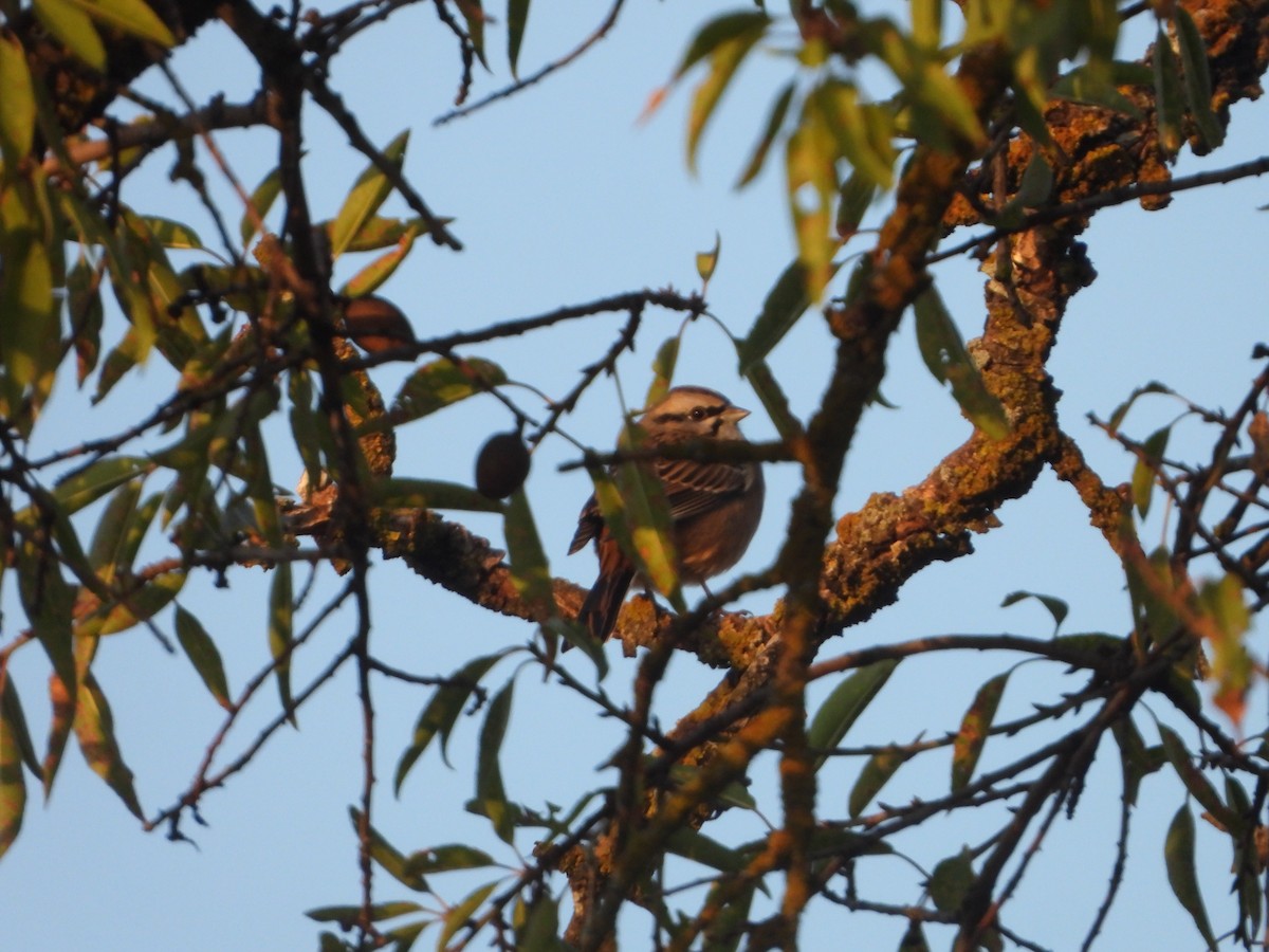 Rock Bunting - ML643690123