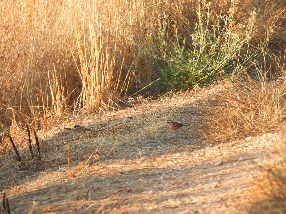 Rock Bunting - ML643690124