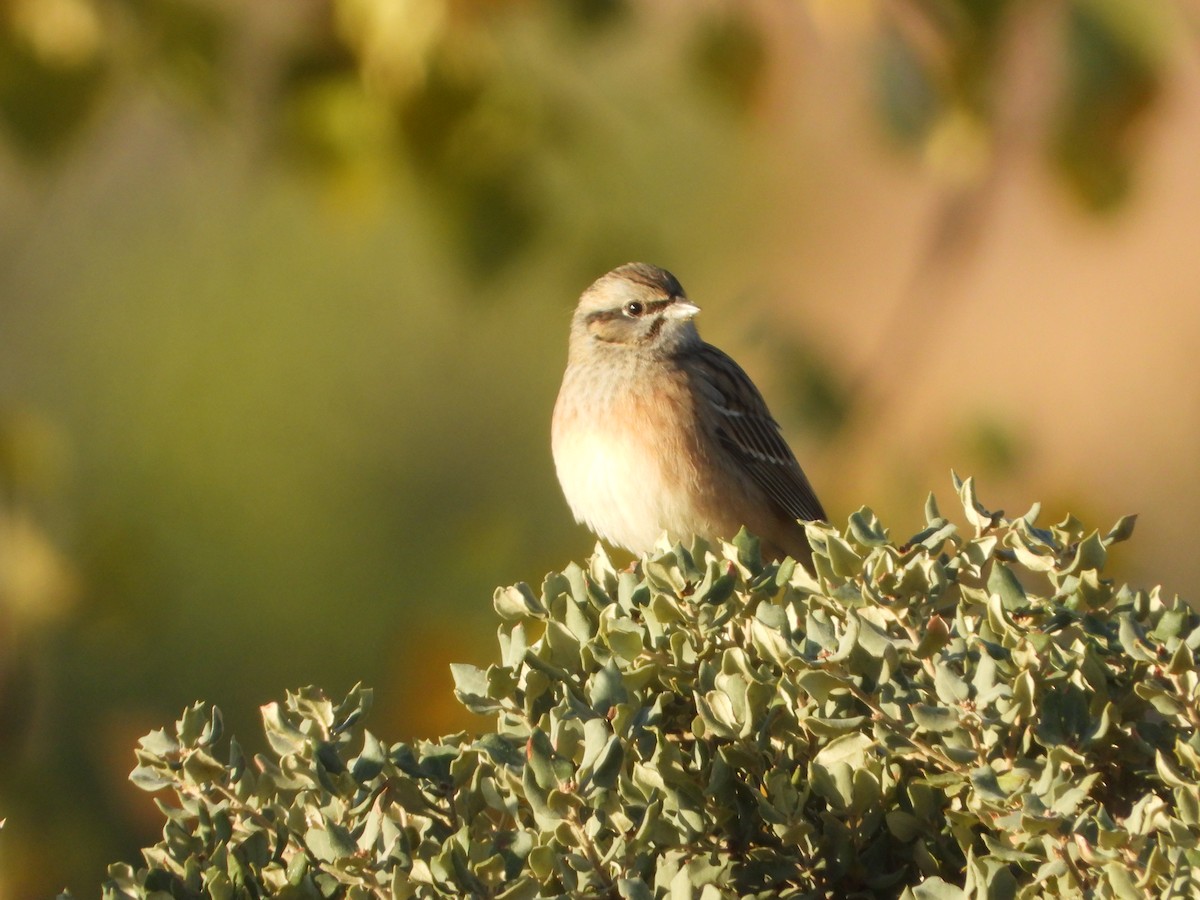 Rock Bunting - ML643690125