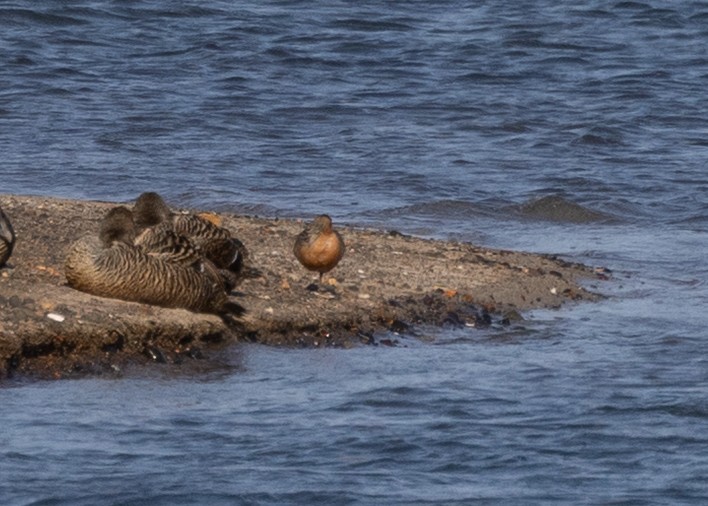 Red Knot - ML643690137