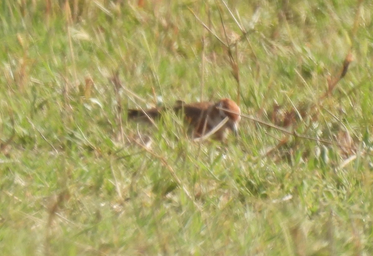Red-capped Lark - ML643690177
