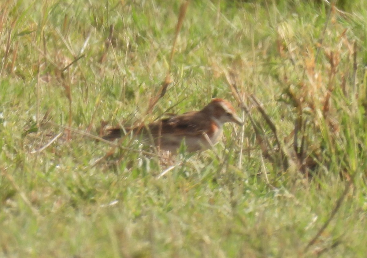Red-capped Lark - ML643690178