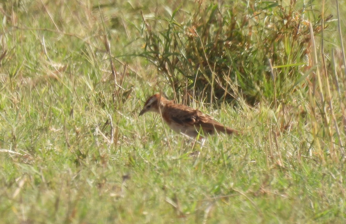 Red-capped Lark - ML643690180