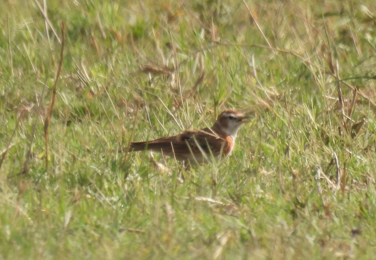 Red-capped Lark - ML643690184
