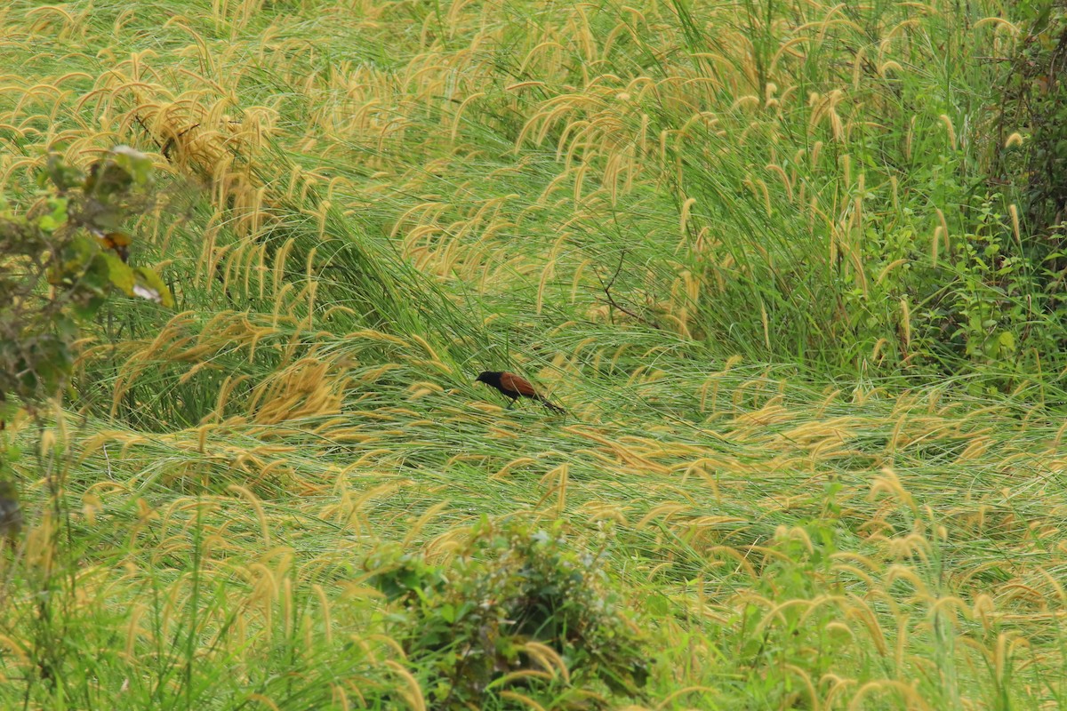Bengal Kukalı - ML643690202