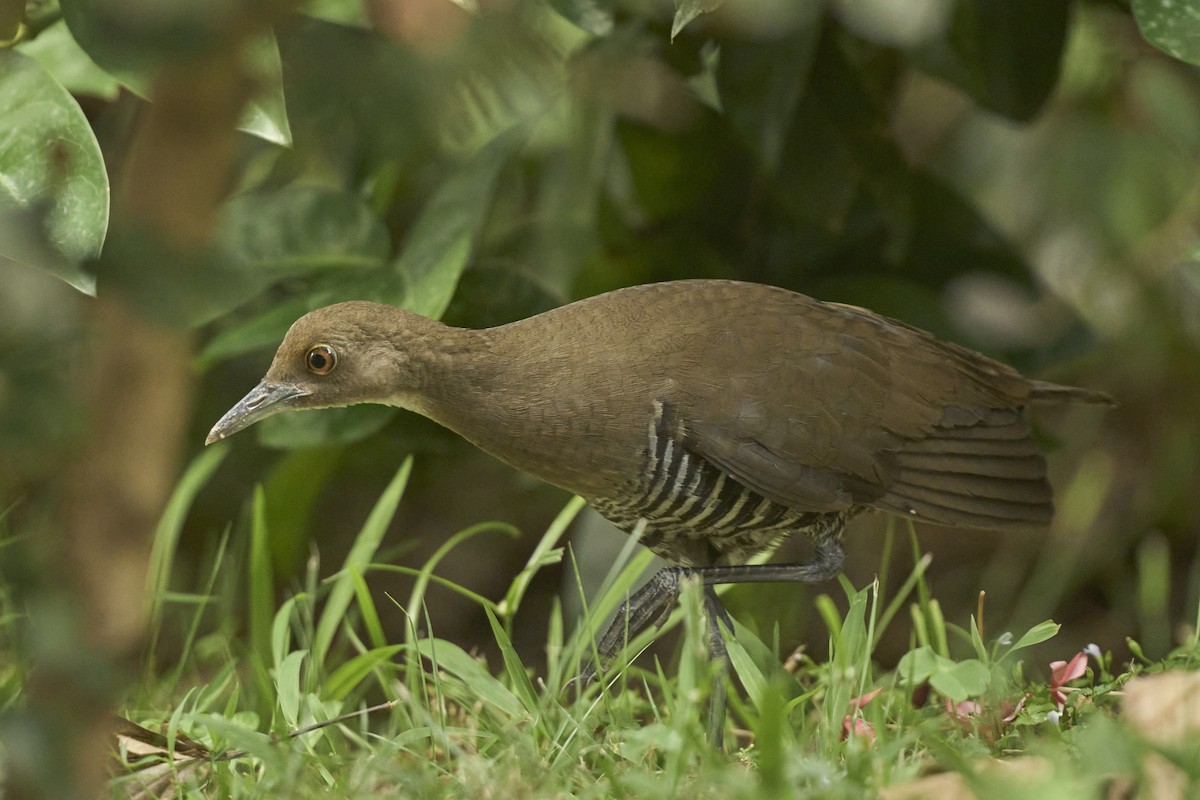 Slaty-legged Crake - ML643690204