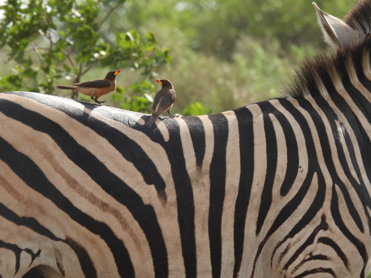 Yellow-billed Oxpecker - ML643690211