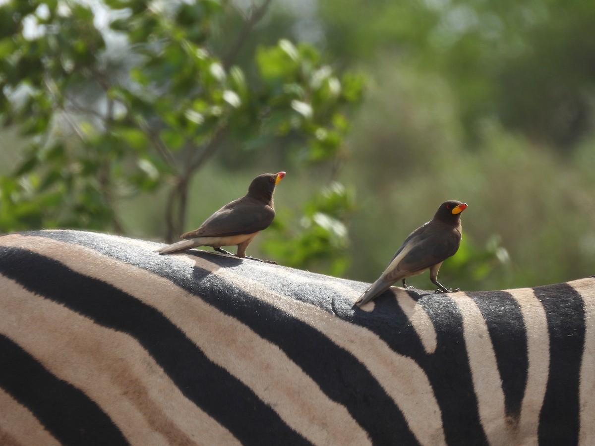 Yellow-billed Oxpecker - ML643690212