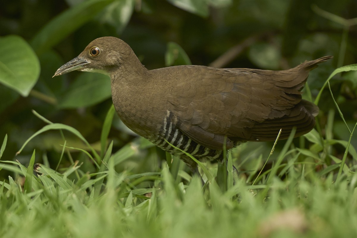 Slaty-legged Crake - ML643690216